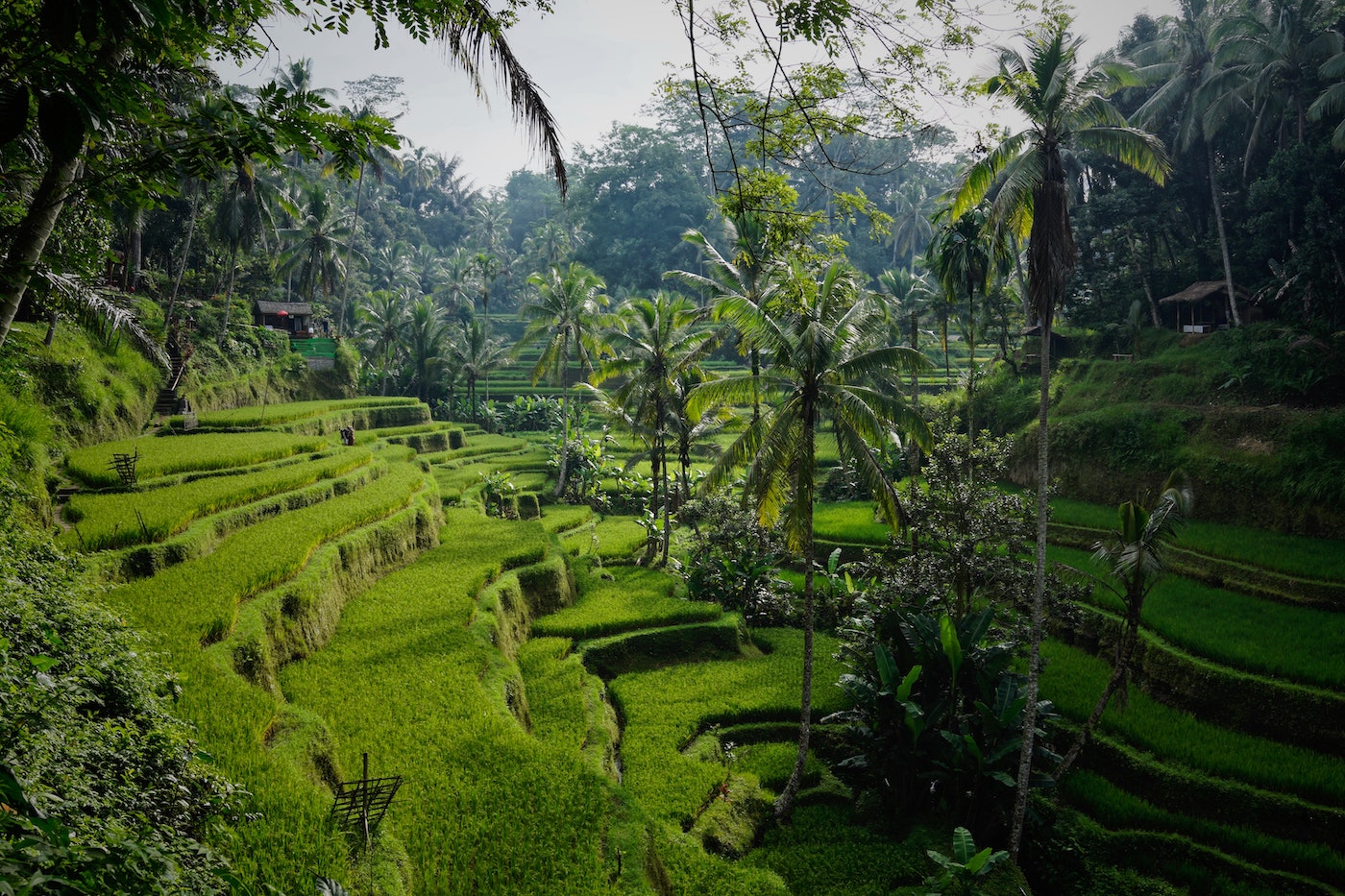 Tegalalang Rice Terrace